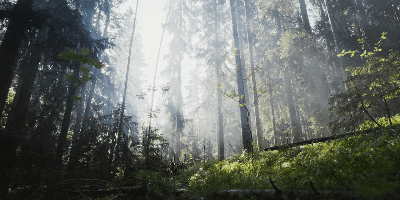 The Spirit of the Löyly documentary